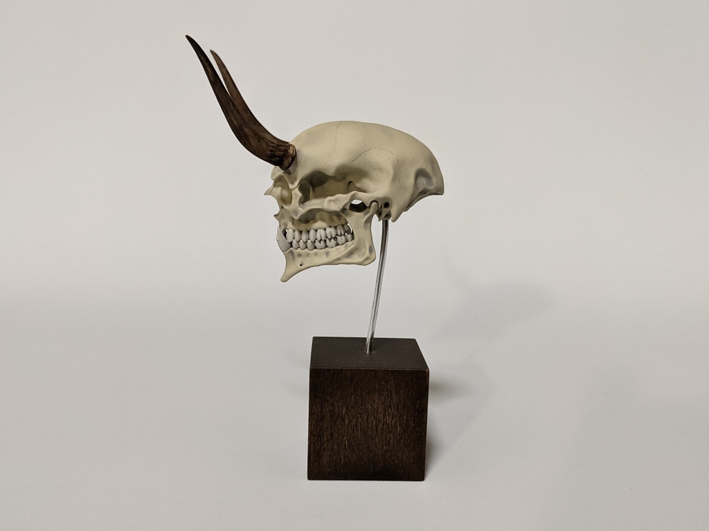 空想骨格標本 鬼 頭骨