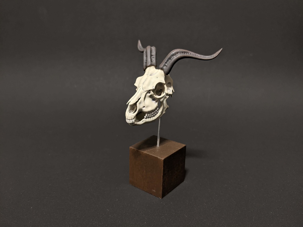 空想骨格標本　バフォメット　頭骨