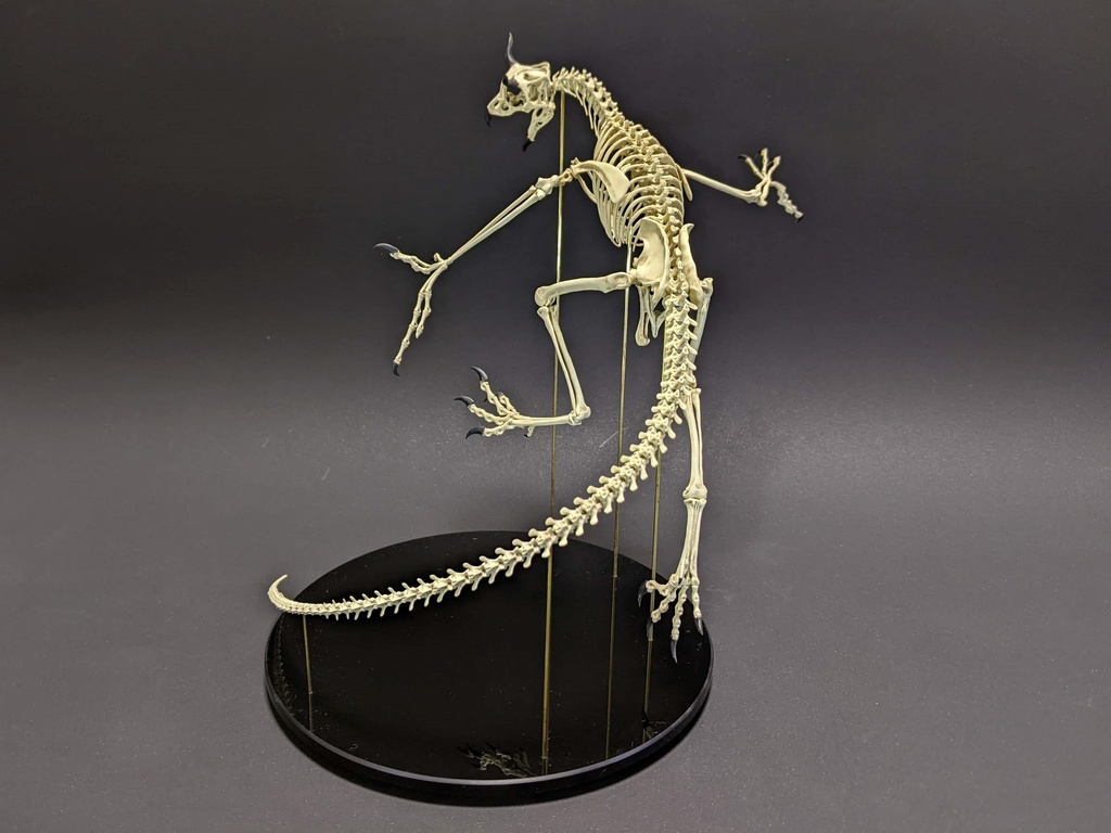 空想骨格標本 アモン 全身