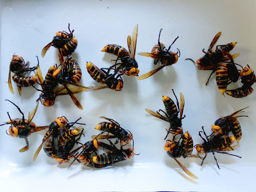 オオスズメバチ アルコール漬け昆虫標本 20匹入り