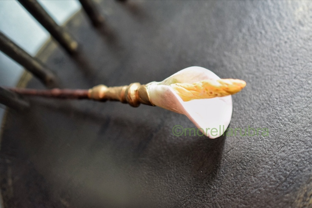 カラーの杖(15cm)