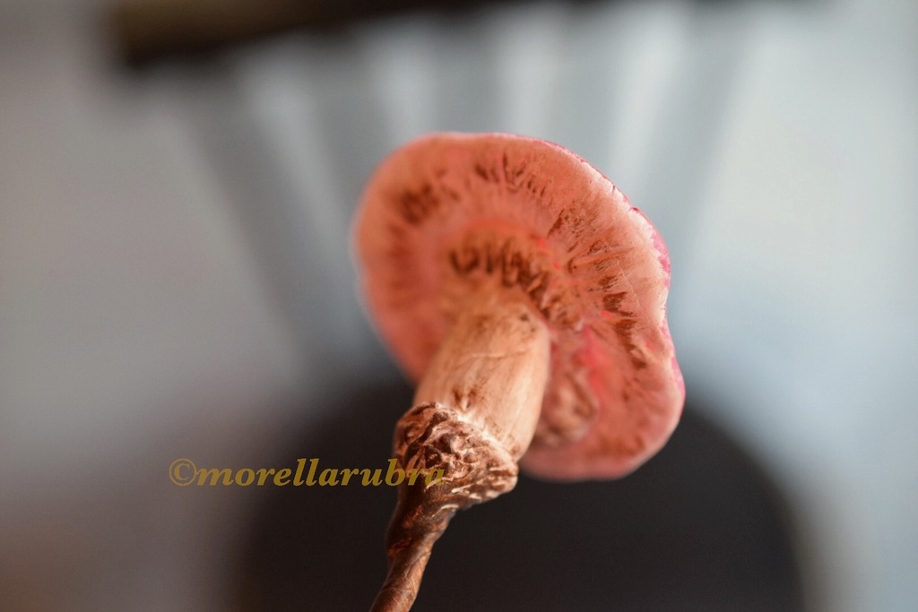きのこの杖(13.8cm)