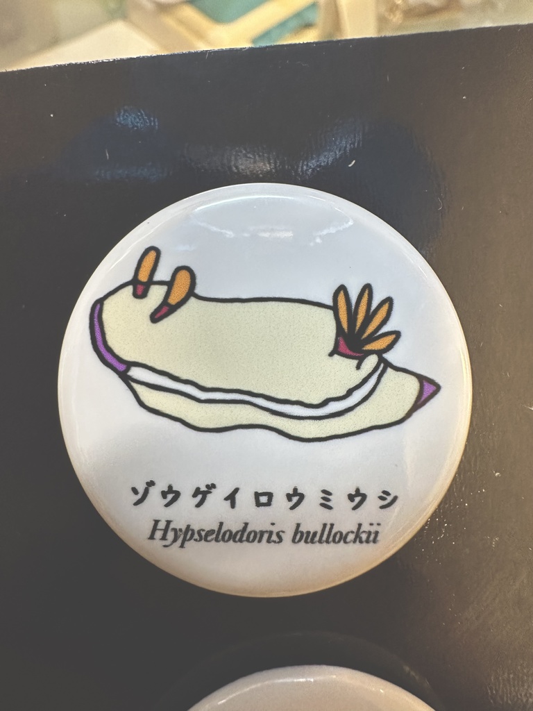 ゾウゲイロウミウシ缶バッジ