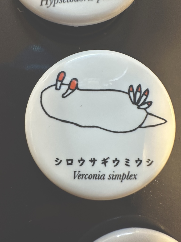 シロウサギウミウシ缶バッジ