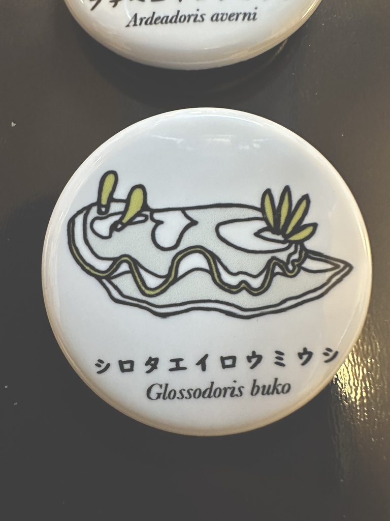 シロタエイロウミウシ缶バッジ