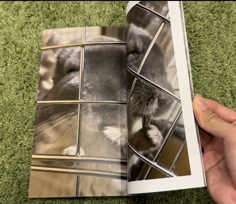 チンチラのわさびくん写真集2(まったり編)