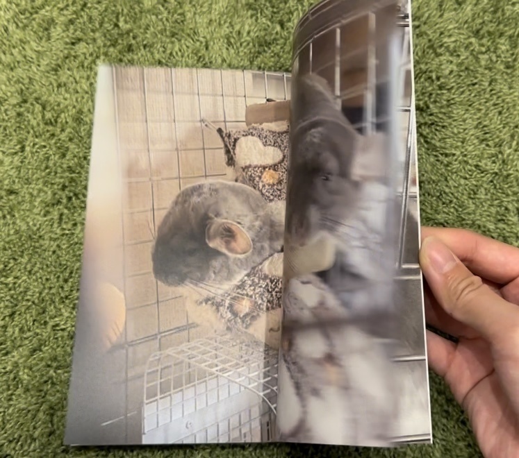 チンチラのわさびくん写真集2(まったり編)
