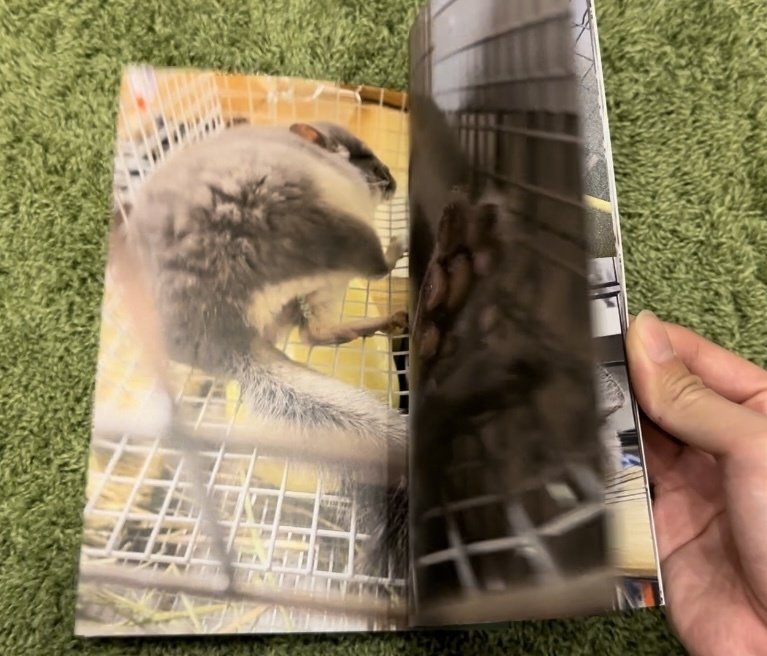 チンチラのわさびくん写真集2(まったり編)