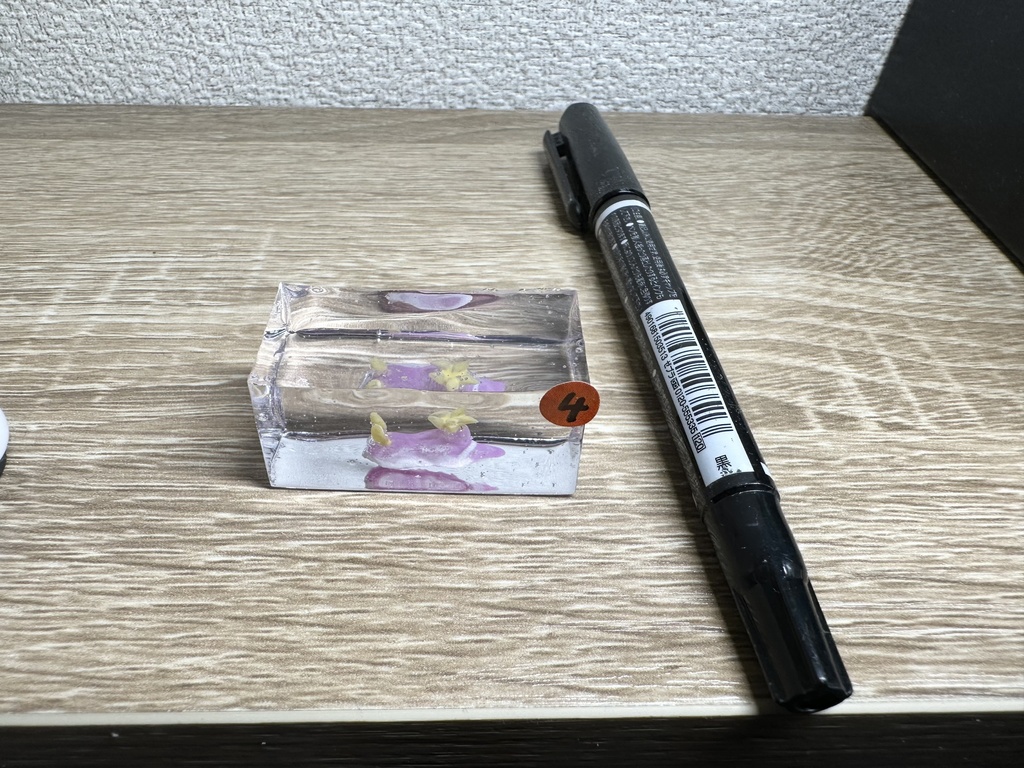 シンデレラウミウシ水槽 No.4