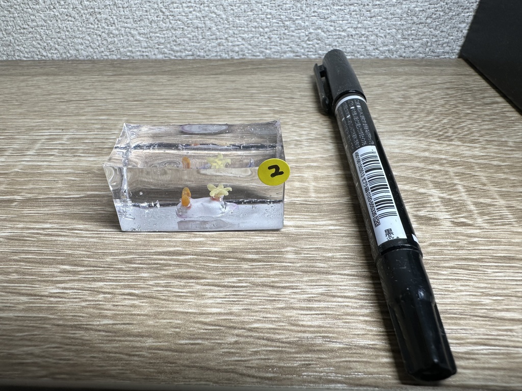 ゾウゲイロウミウシ水槽 No.2