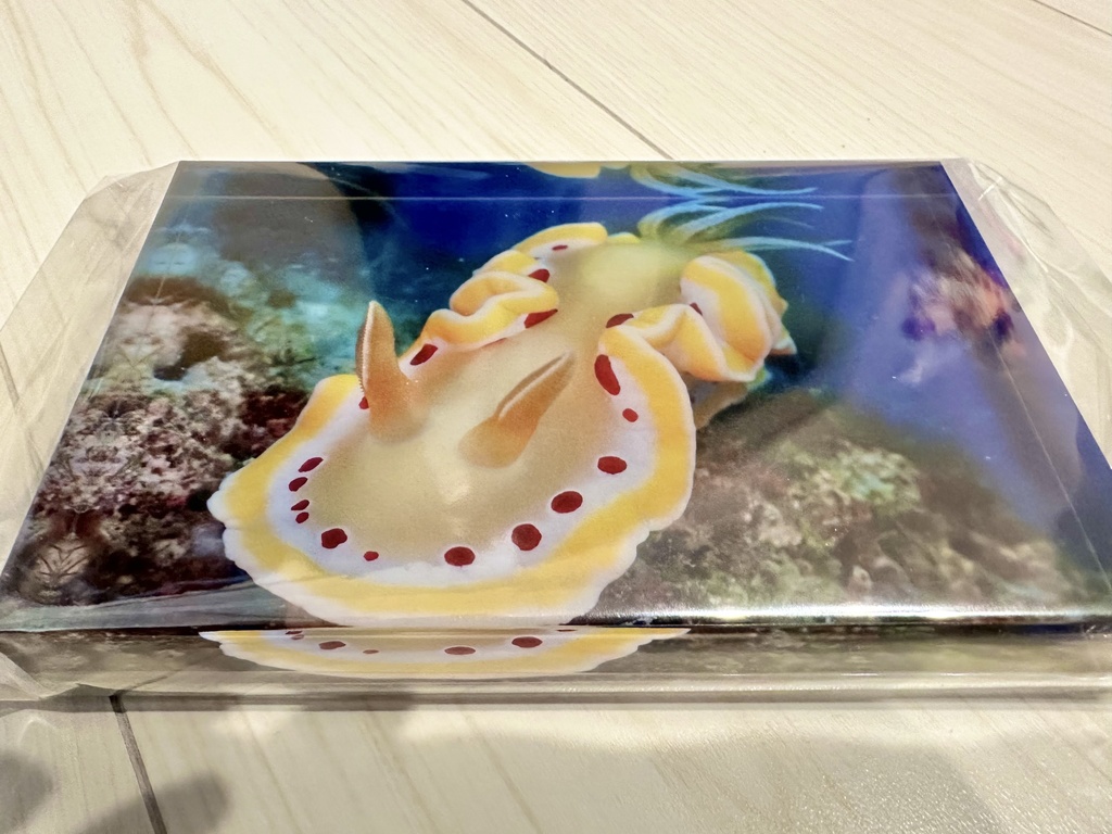 アクリルフォトブロック(アカテンイロウミウシ)