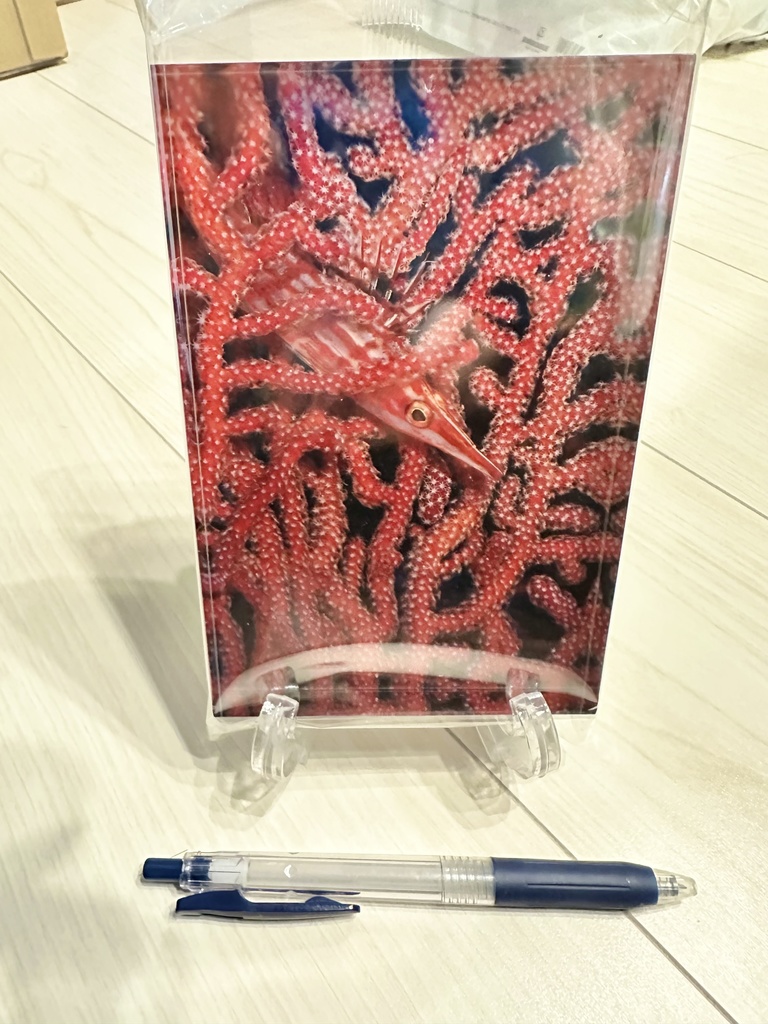 アクリルフォトブロック(クダゴンベ)