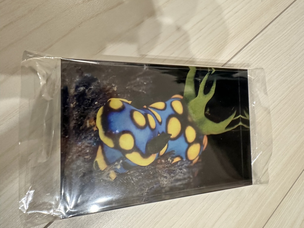 アクリルフォトブロック(サガミリュウグウウミウシ)