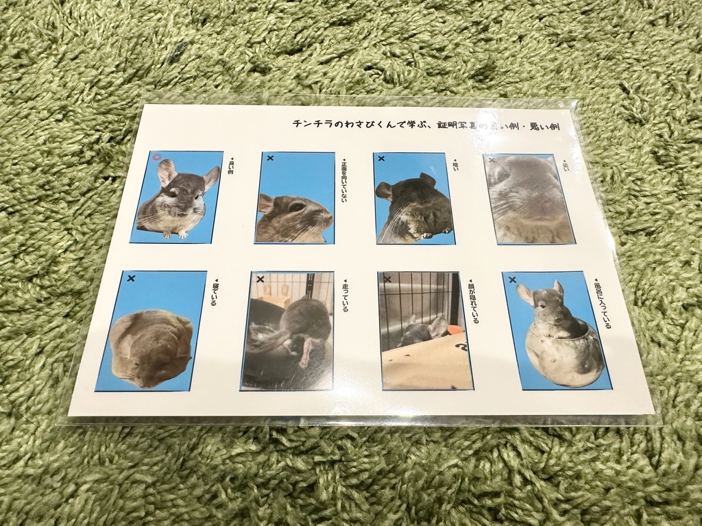 チンチラ証明写真風シール