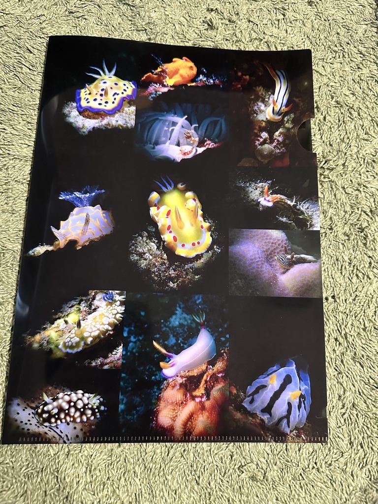 海の生き物実写クリアファイルA4