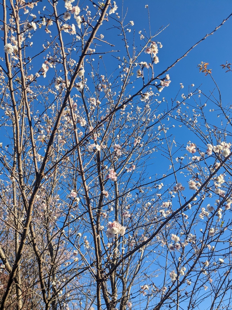 日本の紅葉・桜・雪景色 写真素材集|TRPG・漫画背景に|全30点|商用利用可