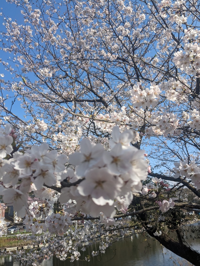 日本の紅葉・桜・雪景色 写真素材集|TRPG・漫画背景に|全30点|商用利用可