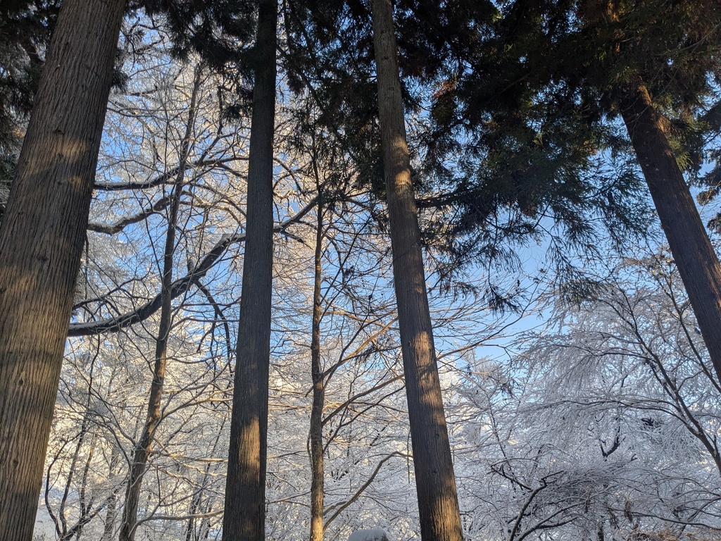 日本の紅葉・桜・雪景色 写真素材集|TRPG・漫画背景に|全30点|商用利用可