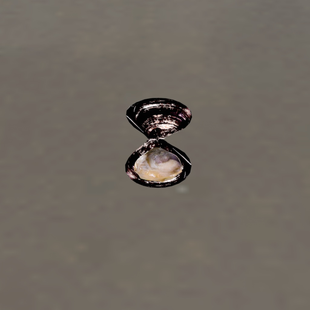 オリジナル3Dアバター 貝