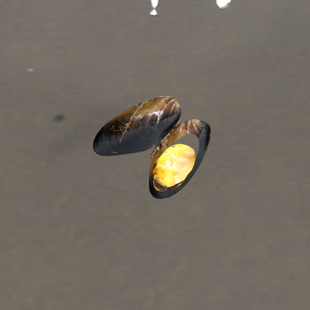 オリジナル3Dアバター 貝