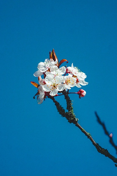 君の門出に花束を