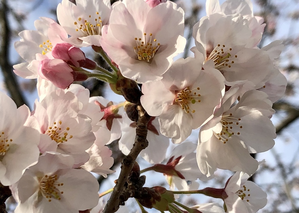 【無料】桜・写真素材