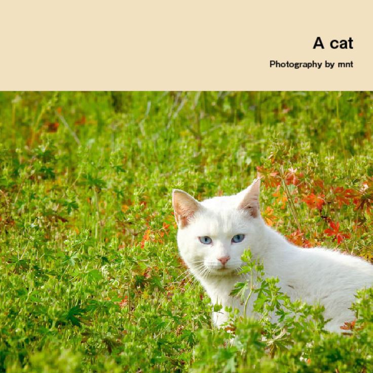 猫写真集 【A cat / Photography by mnt】 ねこぼん 1巻