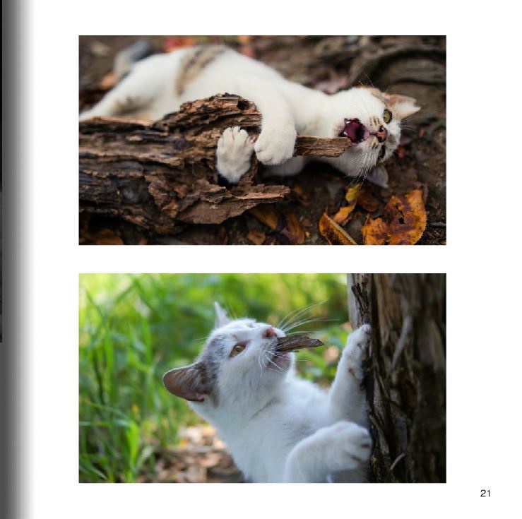 猫写真集 【Cat / Photography by mnt】 ねこぼん 3巻