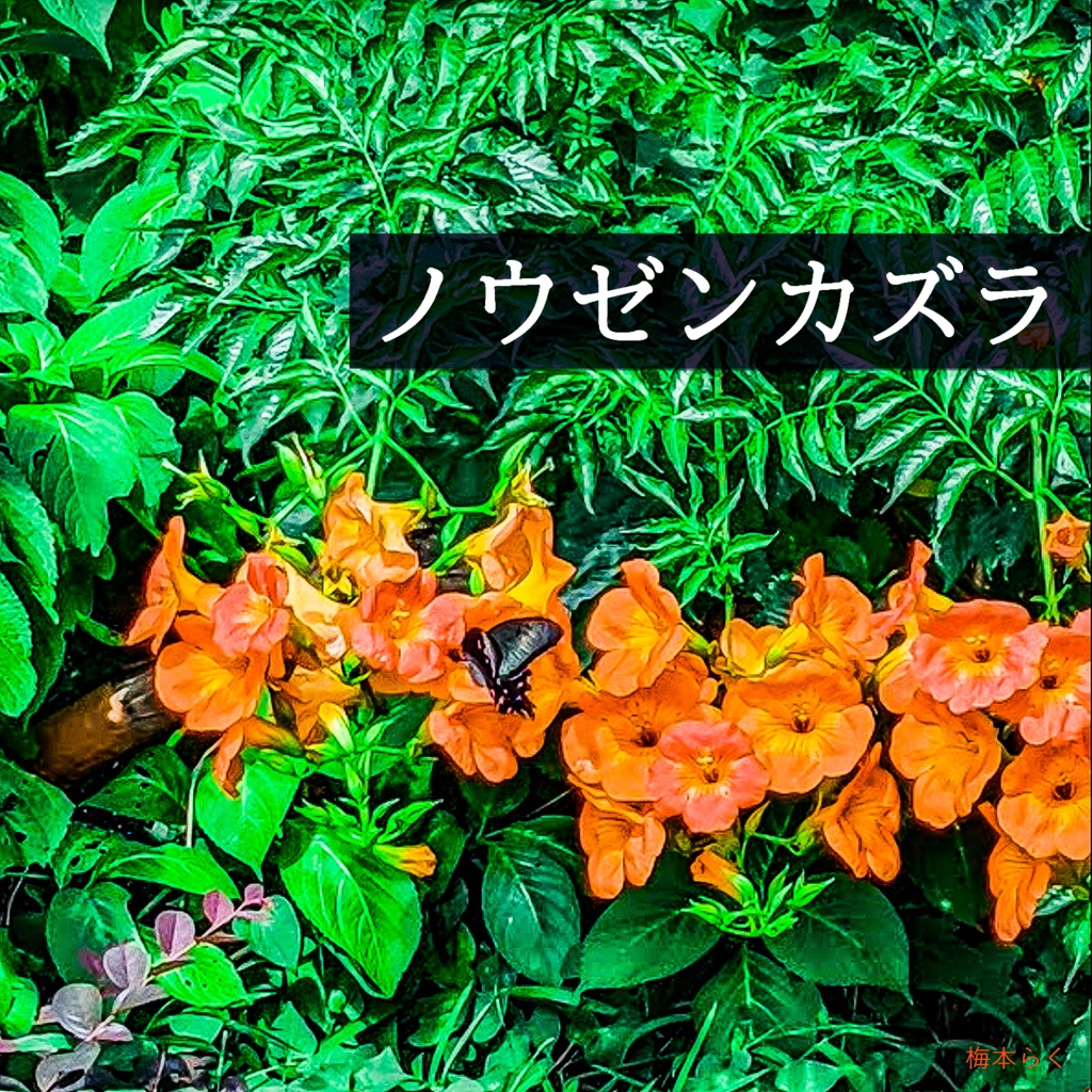 ノウゼンカズラ/梅本と