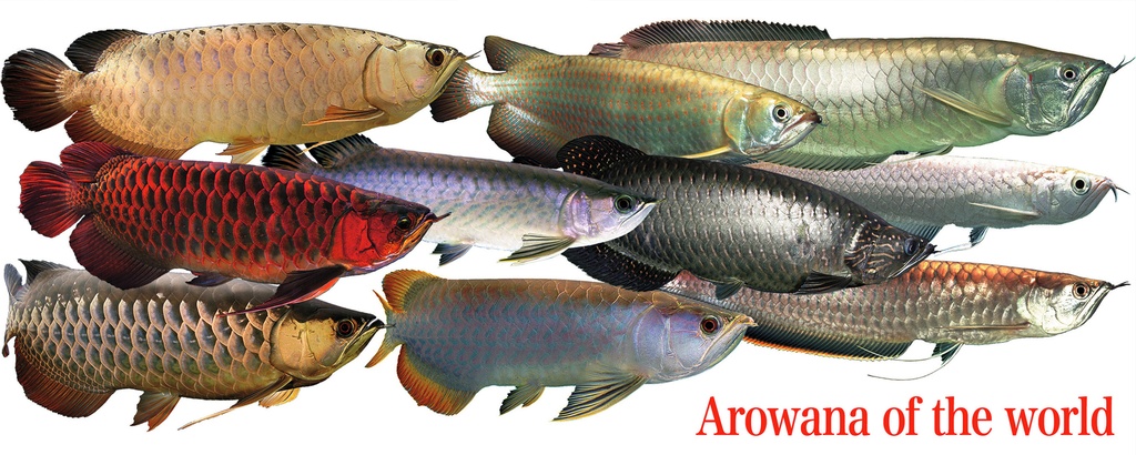 世界のアロワナ マグカップ