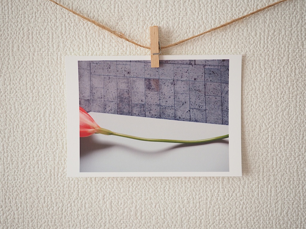 ポストカード 写真 「freesia」フリージア