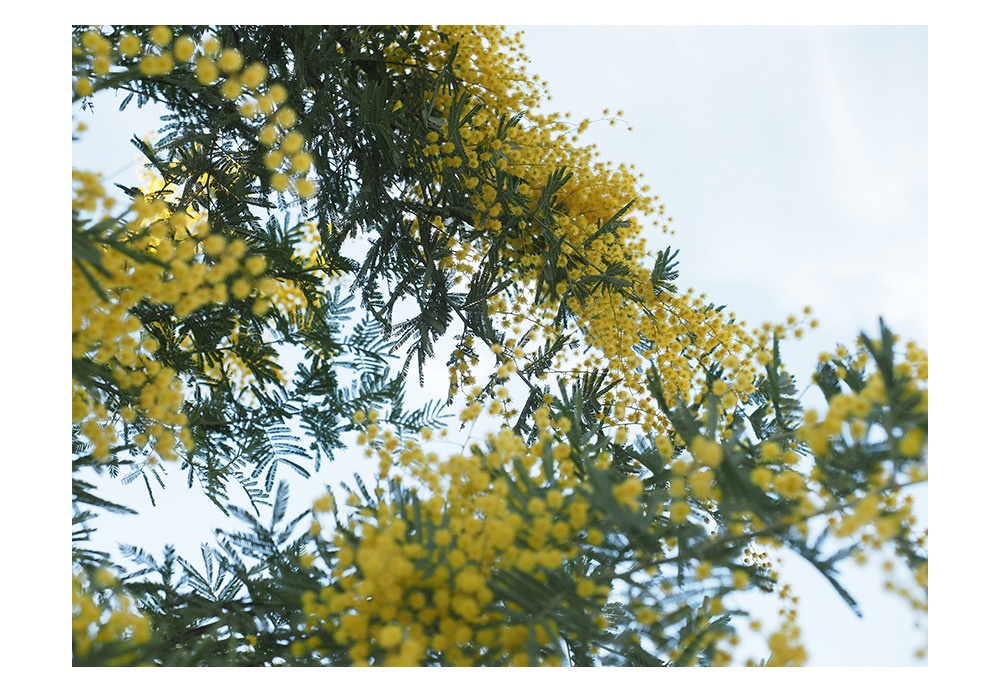ポストカード 写真「ミモザ」花 黄色