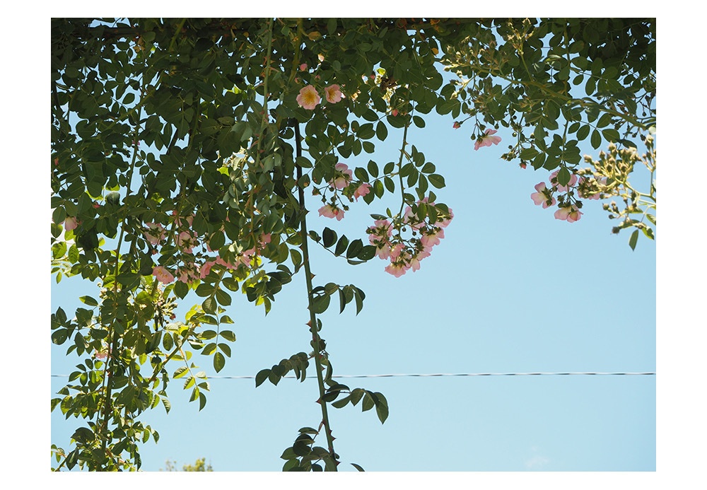 ポストカード 写真 No.17 花 ピンク 空