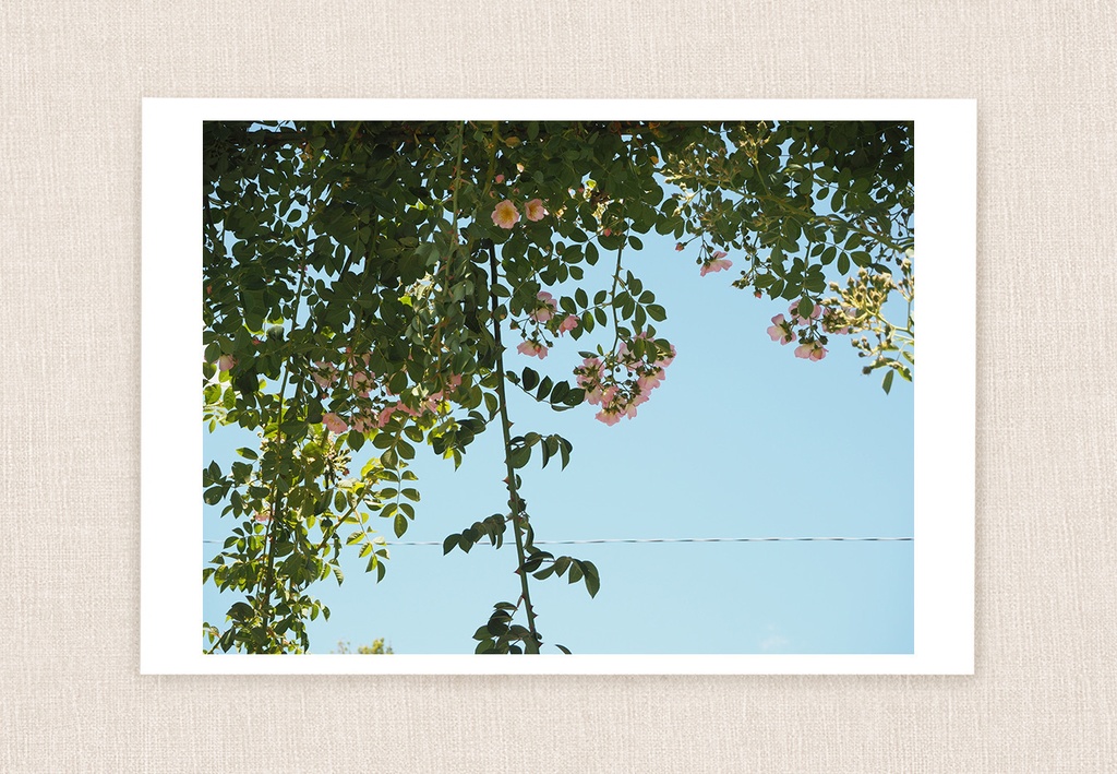 Postcard photograph-17