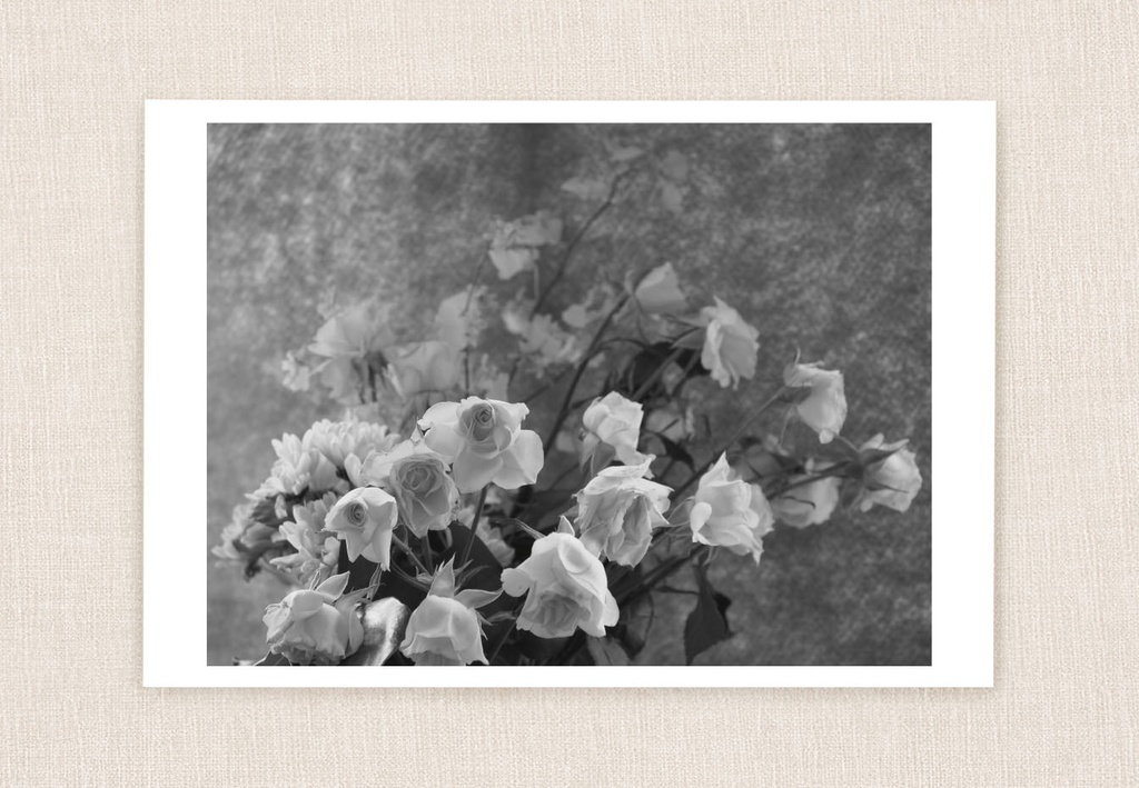 ポストカード 写真 No.3 薔薇 モノクロ