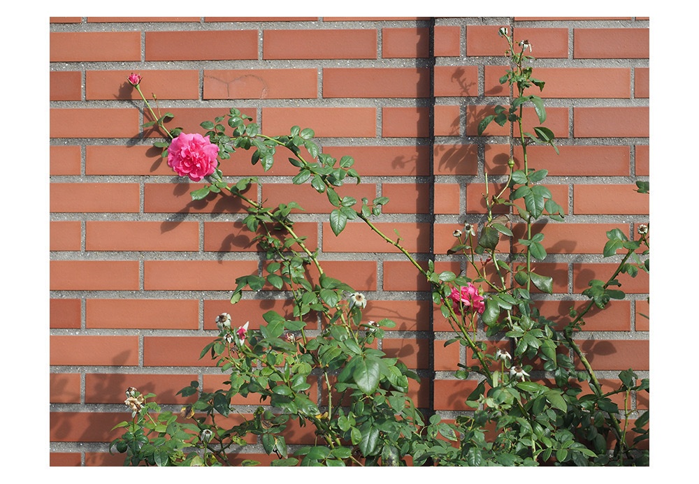 ポストカード 写真「薔薇」花 レンガ
