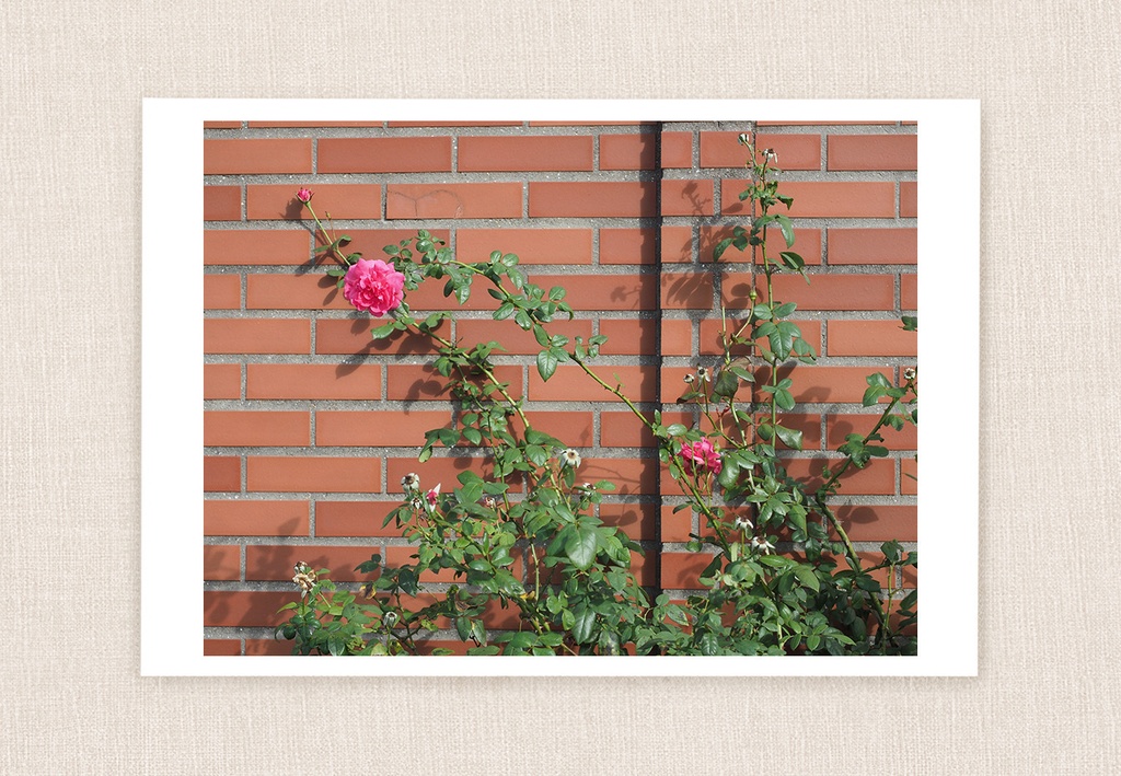 ポストカード 写真「薔薇」花 レンガ