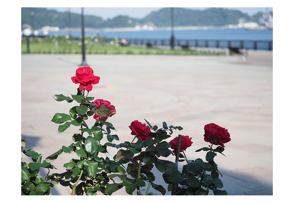 ポストカード 写真 No.18 薔薇 赤 風景