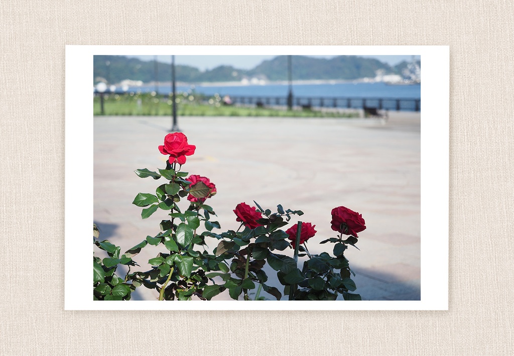ポストカード 写真 No.18 薔薇 赤 風景