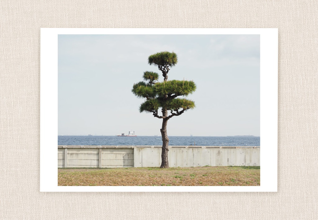 Postcard photograph-5 “松の木”