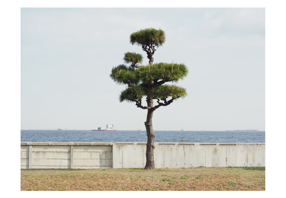 ポストカード 写真「松の木」自然 風景