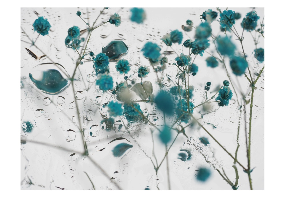 ポストカード 写真 「焦点」花 青