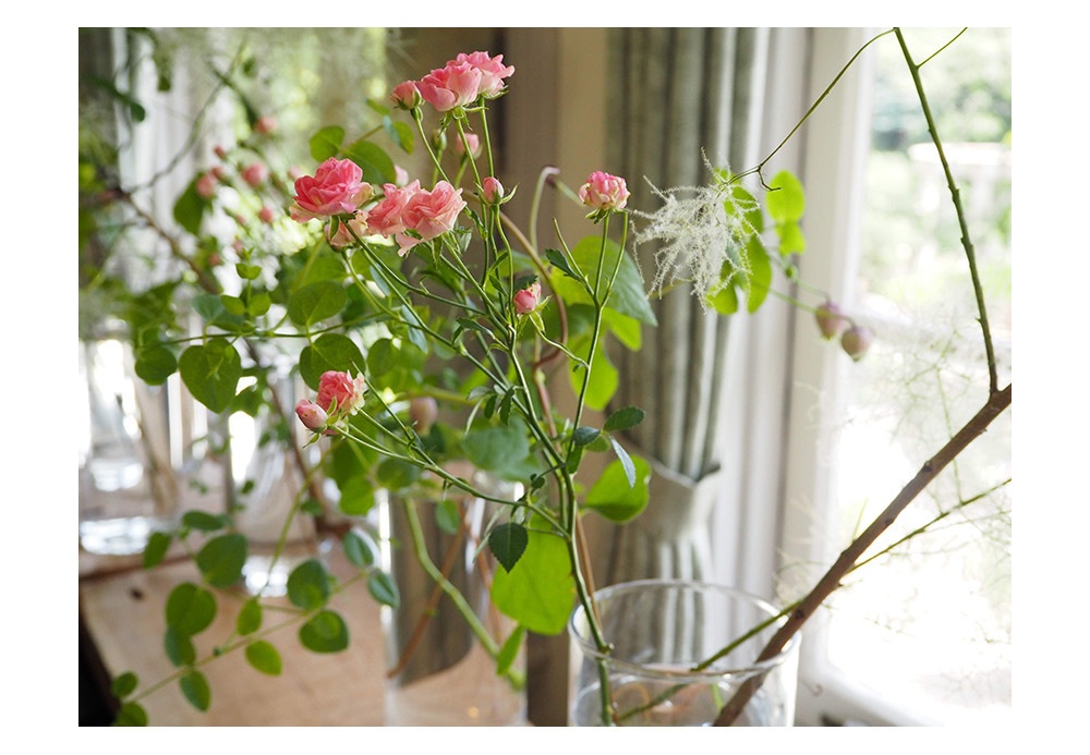 ポストカード 写真 No.16 花 ピンク 植物