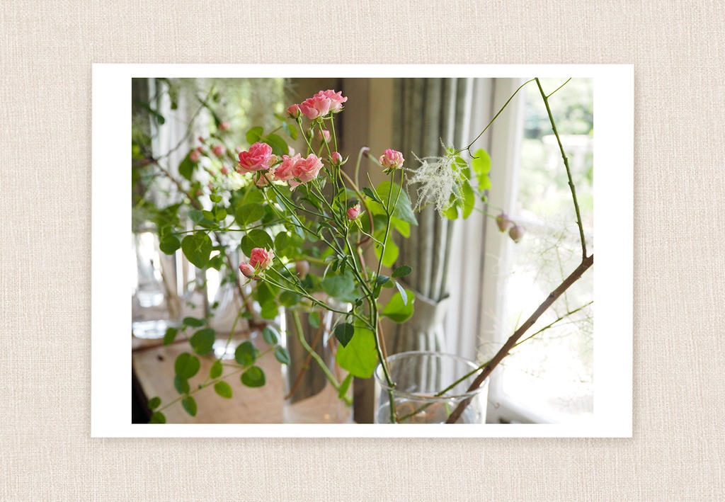 ポストカード 写真 No.16 花 ピンク 植物