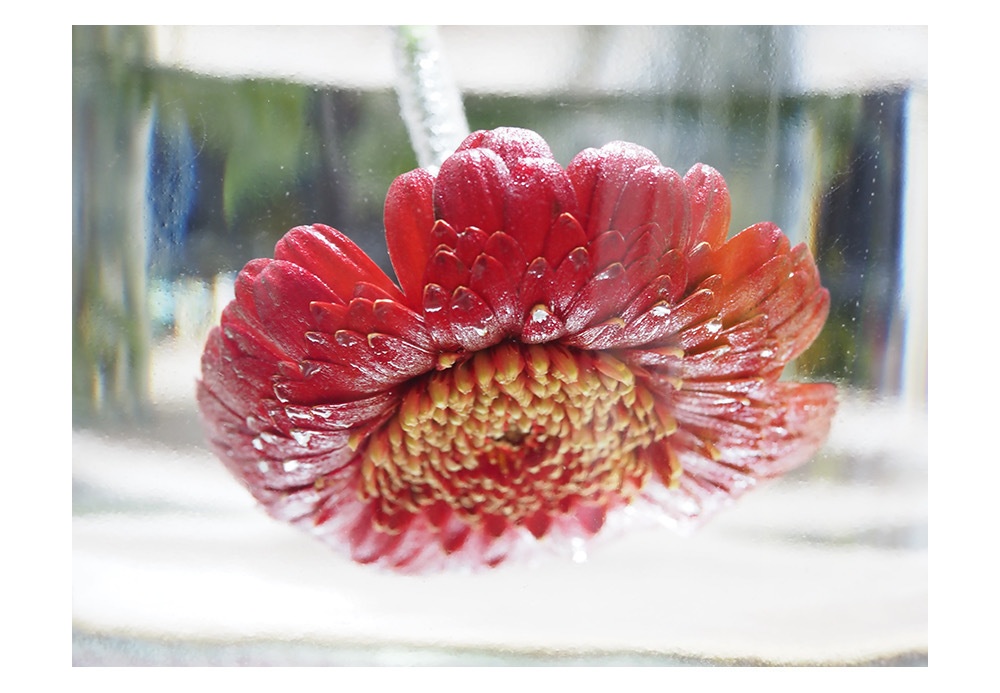 ポストカード 写真 No.19 花 赤 植物