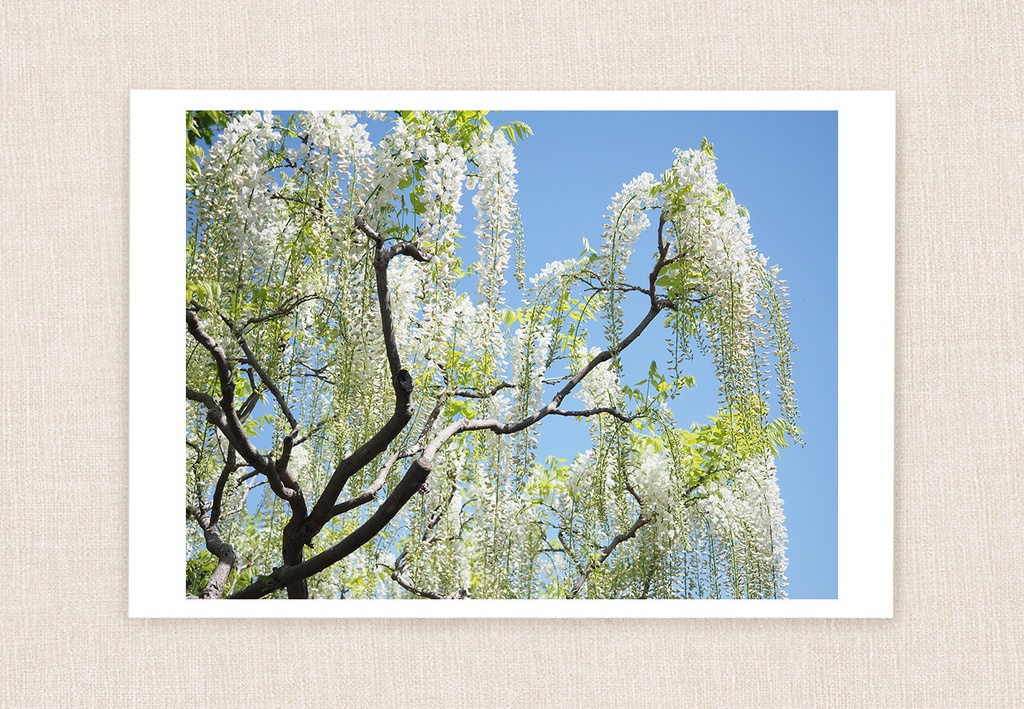 ポストカード 写真 No.21  白藤 花 