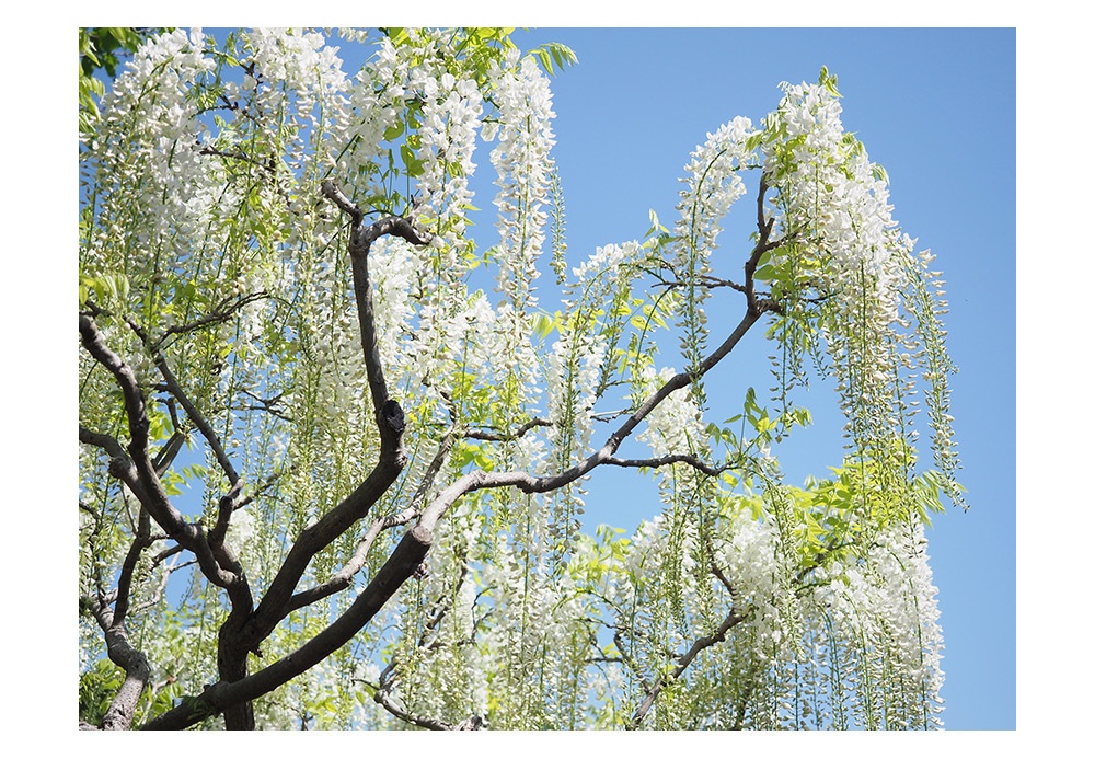 ポストカード 写真 No.21 白藤 花