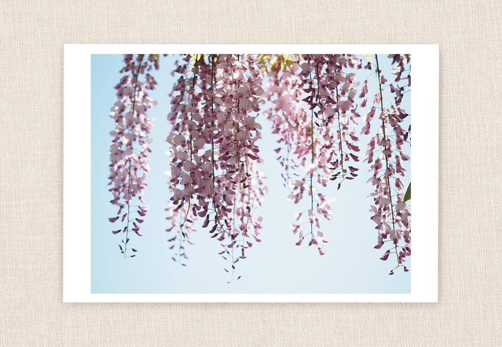 ポストカード 写真 No.22 ピンク 藤 花