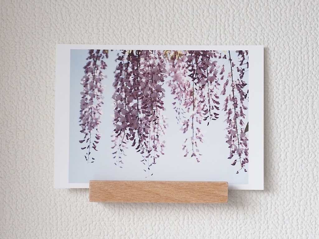 ポストカード 写真 No.22 ピンク 藤 花