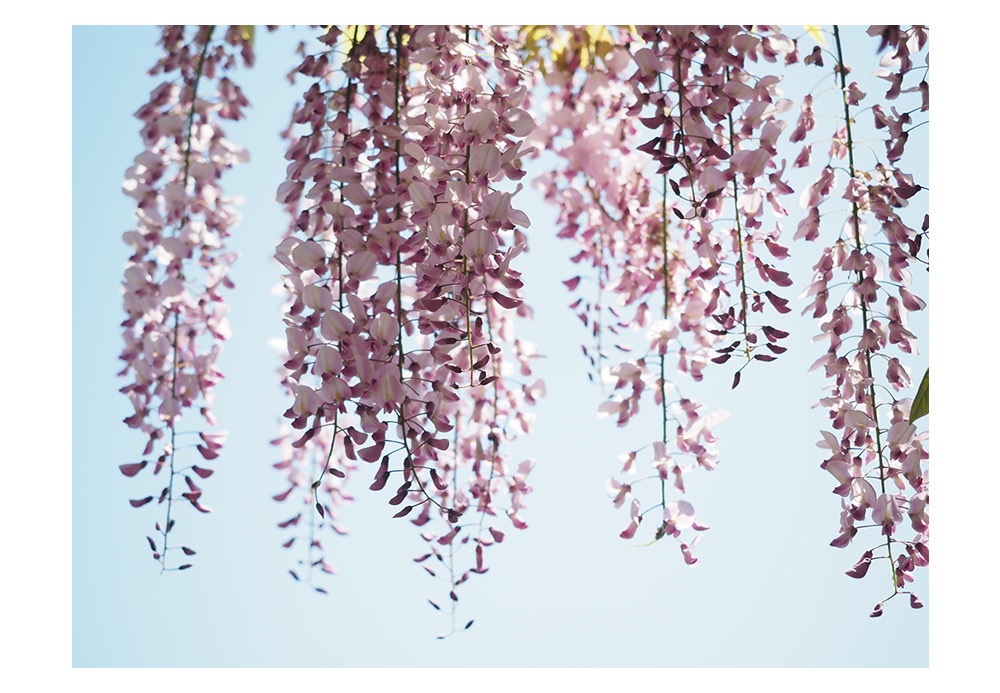 ポストカード 写真 No.22 ピンク 藤 花